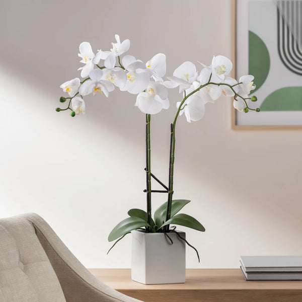 Orchid Potted Faux Double Stem 23" - White